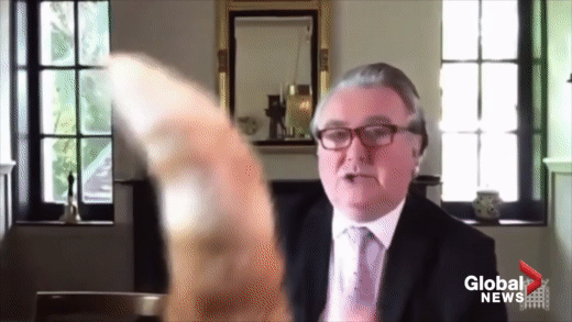 Global News video with cat's tail overtaking man's report