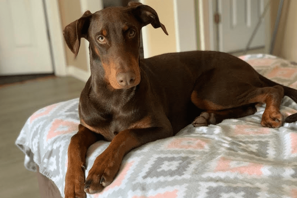 Archie